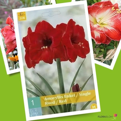 Amaryllis Rood
