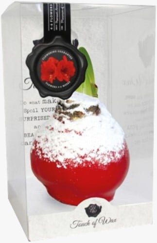 Wax Amaryllis Sneeuw Rood (Relatiegeschenk)