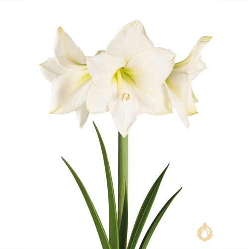 Amaryllis Wit