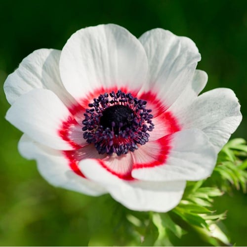 Anemoon Bicolor