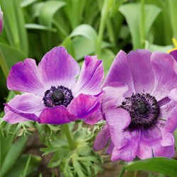 Anemoon Sylphide - Anemone