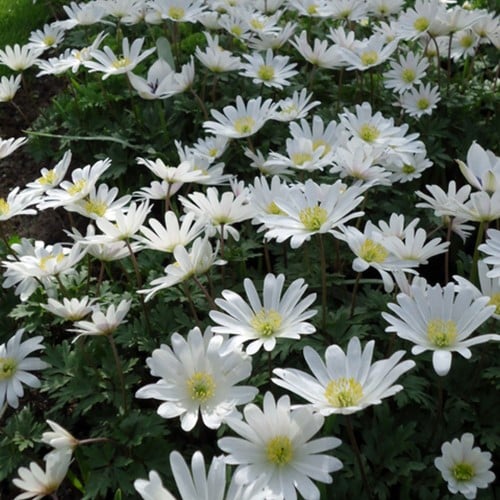 Anemoon Blanda White Splendour