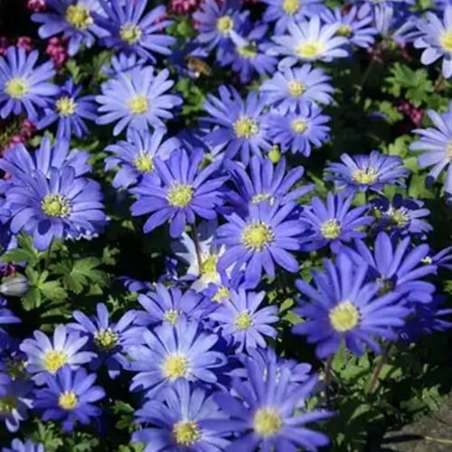 Anemoon Blanda Blue Shade