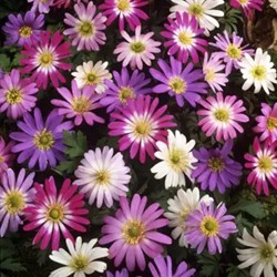 Anemone blanda mix - Anemoon