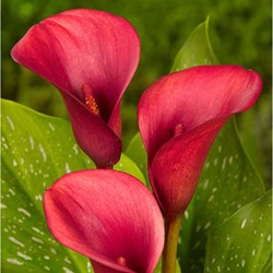Aronskelk Rood - Calla