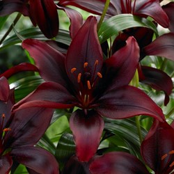 Aziatische Lelie Zwart - Lilium