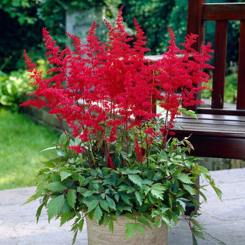 Astilbe Rood - Stilbe arendsii Spinel