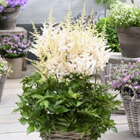 Astilbe Wit - Astilbe japonica Washington
