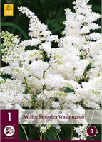 Astilbe Wit - Astilbe japonica Washington-2
