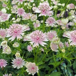 Zeeuws Knoopje - Astrantia Major (Potplant)
