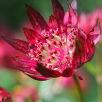 Zeeuws Knoopje - Astrantia Major Lars (Potplant)