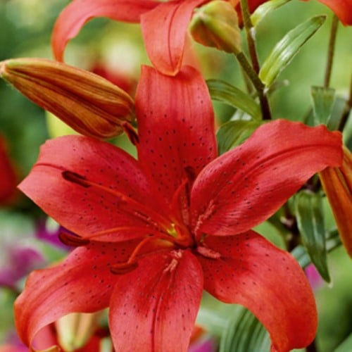 Aziatische Lelie Rood - Lilium Asiaticum