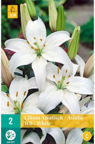 Aziatische Lelie Wit - Lilium