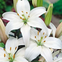 Aziatische Lelie Wit - Lilium-2