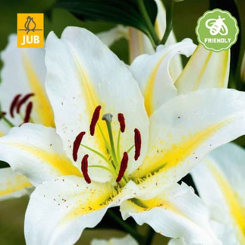 Lilium Baferrari - Lelie