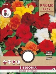 Begonia Dubbel Gemengd