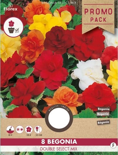 Begonia Dubbel Gemengd