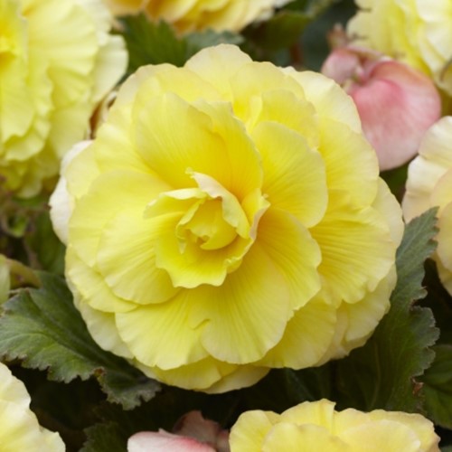 Begonia F1 Superba Geel