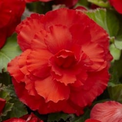 Begonia F1 Superba Rood