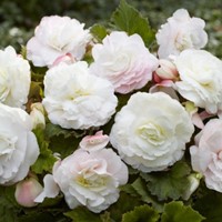 Begonia F1 Superba Wit