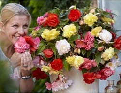 Begonia Odorata Mix - Geurende Begonia