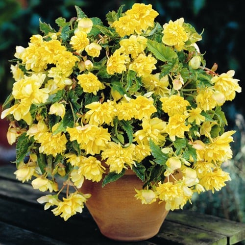 Begonia Pendula Geel