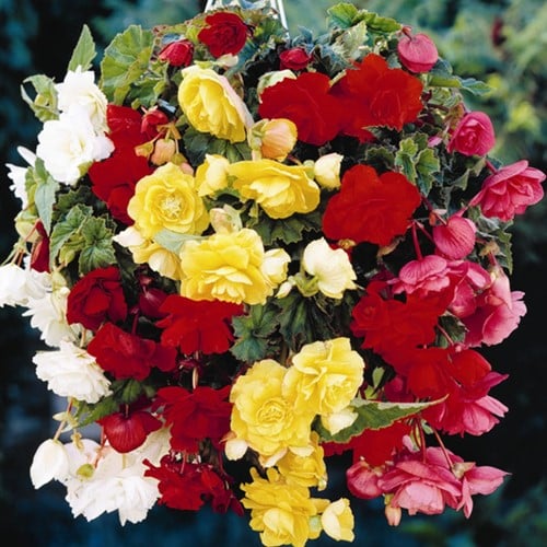 Begonia Pendula Mix