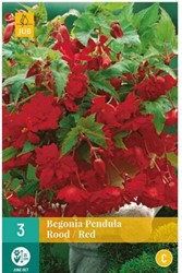 Begonia Pendula Rood