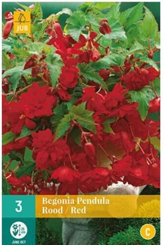 Begonia Pendula Rood
