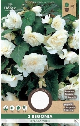 Begonia Pendula Wit