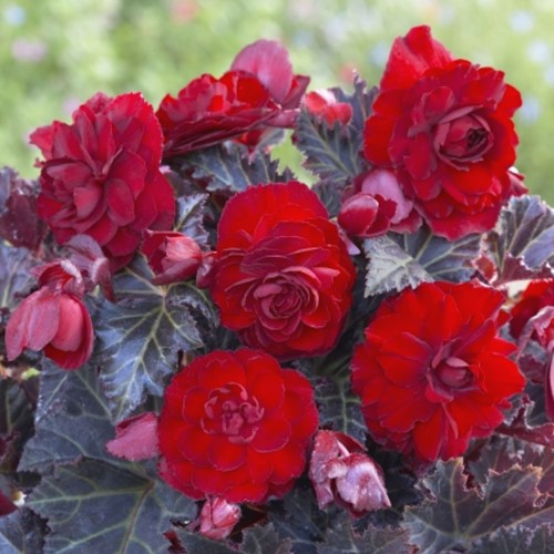 Begonia Switzerland - Donkerbladig