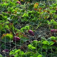 Vogelnet Primo zwart maaswijdte 28x28 mm 5x5m-3