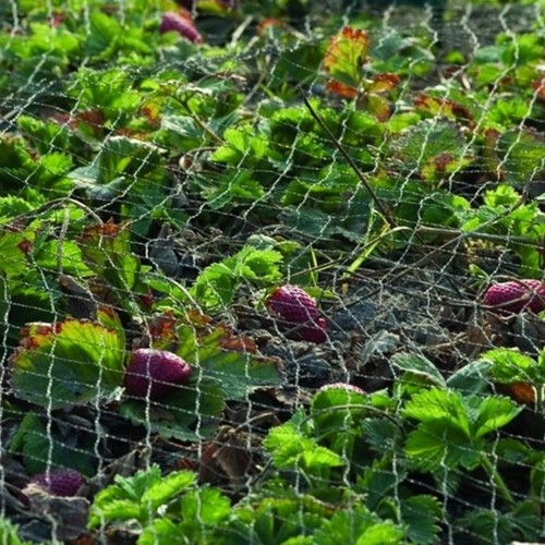 Vogelnet Primo zwart maaswijdte 28x28 mm 5x5m-3