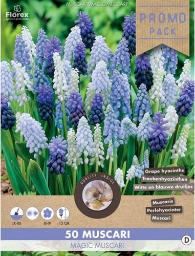 Blauwe Druifjes Mix - Muscari (Grootverpakking)