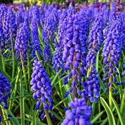 Blauwe Druifjes Armeniacum - Muscari (Grootverpakking)