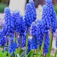 Blauwe Druifjes Armeniacum - Muscari (XL-Verpakking)