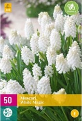 Muscari White Magic – (XL-Verpakking)