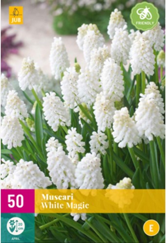 Muscari White Magic – (XL-Verpakking)