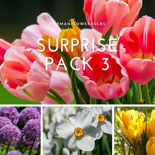 Bloembollen Surprise pack 3