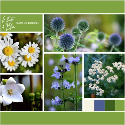 Borderpakket Wit en Blauw (6 planten: 1m²)