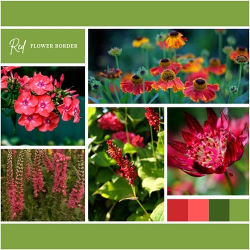 Borderpakket Rood (6 planten: 1m²)