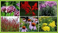 Borderpakket Vrolijke Vlindertuin (12 planten: 2m²)-2