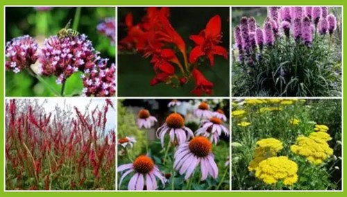 Borderpakket Vrolijke Vlindertuin (12 planten: 2m²)-2