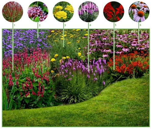 Borderpakket Vrolijke Vlindertuin (12 planten: 2m²)