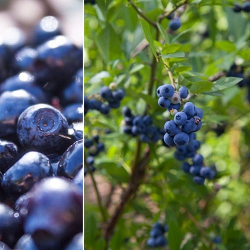 Bosbes - Vaccinium corymbosum