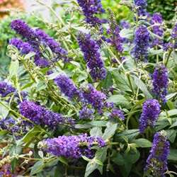 Vlinderstruik Blue Chip - Buddleja