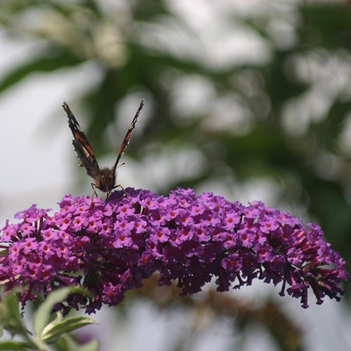 Vlinderstruik Purple Emperor - Buddleja