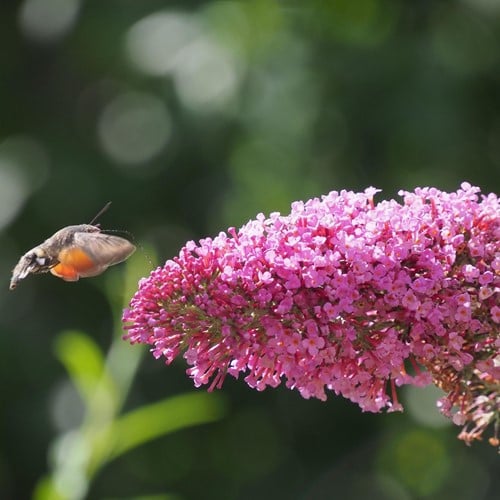 Vlinderstruik Roze - Buddleja