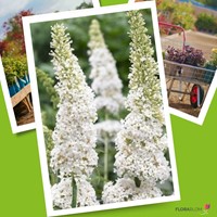 Vlinderstruik White Profusion - Buddleja-2