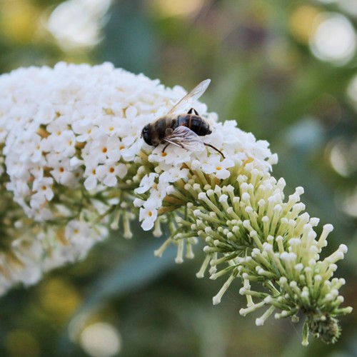 Vlinderstruik White Profusion - Buddleja